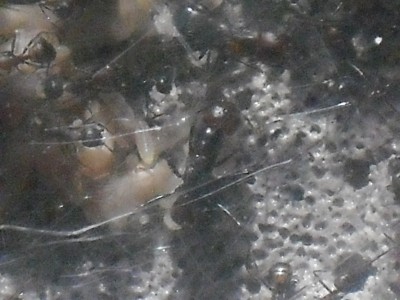 Camponotus nicobarensis close ups 009.JPG