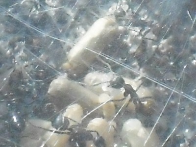 Camponotus nicobarensis close ups 010.JPG
