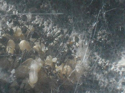 Camponotus nicobarensis close ups 011.JPG