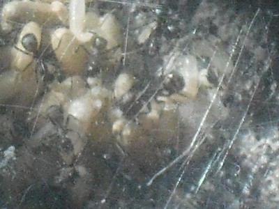 Camponotus nicobarensis close ups 012.JPG