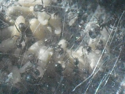 Camponotus nicobarensis close ups 013.JPG