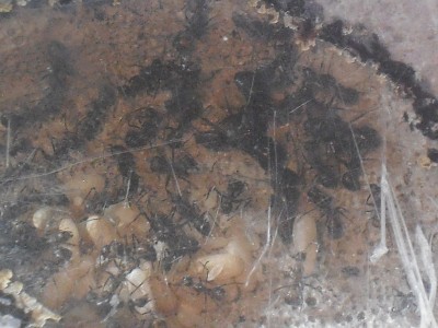 Camponotus nicobarensis close ups 015.JPG