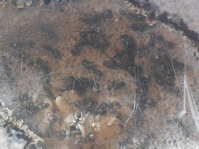 Camponotus nicobarensis close ups 016.JPG