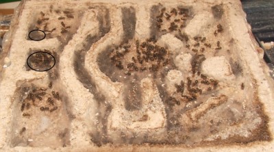 13 18.04.2012 kleines Horizontalnest.JPG