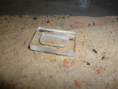 P1000411 (800x600).jpg