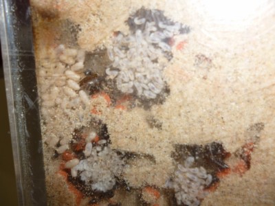 P1000413 (800x600).jpg