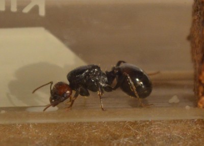 Messor barbarus.jpg