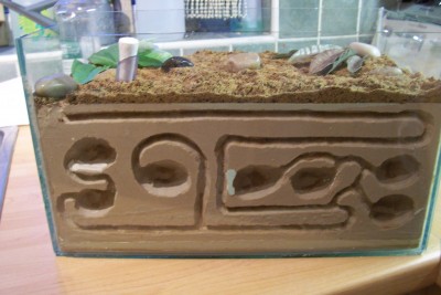 new ant nest 020.jpg