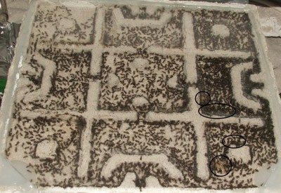 2 24.04.2012 neues Nest.JPG