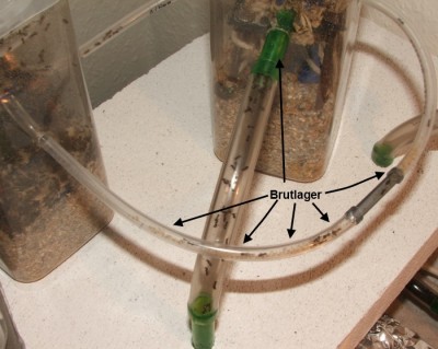 5 24.04.2012 Zwischenstand 1.JPG