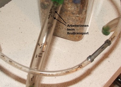 6 24.04.2012 Zwischenstand 2.JPG