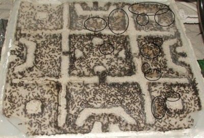 11 25.04.2011 morgens neues Nest.JPG