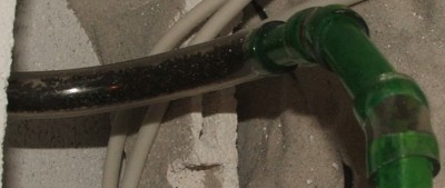 13 25.04.2011 morgens Schlauchknubbel.JPG