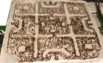 21 25.04.2011 abends neues Nest.JPG