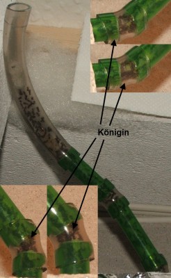 40 27.04.2012 morgens Räumung und Königin.JPG