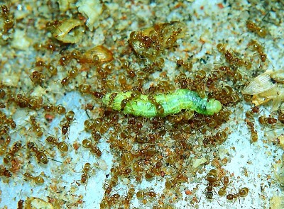Lasius flavus mit Raupe.jpg