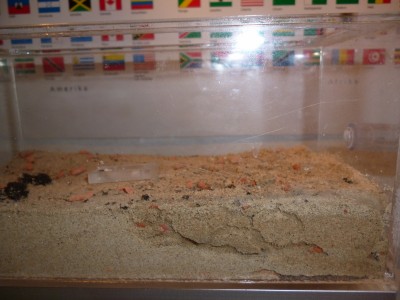 P1000425 (800x600).jpg