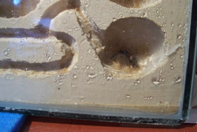 new ant nest 007.jpg