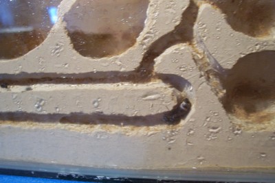 new ant nest 006.jpg