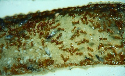 Lasius flavus Nest_2.jpg