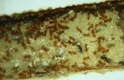 Lasius flavus Nest_3.jpg