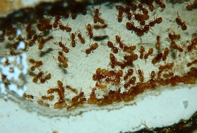 Lasius flavus Nest_4.jpg