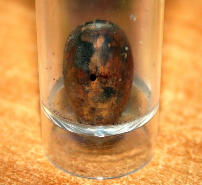 Ameisen 2012-05-25 005.JPG