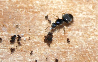 Ameisen 2012-05-25 001.JPG