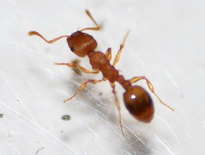 Ameisen 2012-05-25 008.JPG
