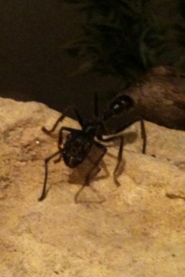 bullet ant 2.jpg