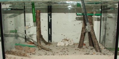 10 09.06.2012 zwei Tage ohne Insekten.JPG