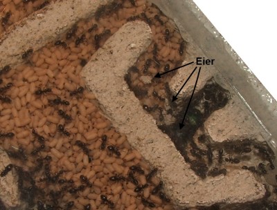 13 09.06.2012 Eier.JPG