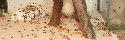 20 15.06.2012 rege Arenaaktivität.JPG