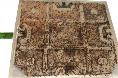 24 15.06.2012 steigende Puppenzahl.JPG