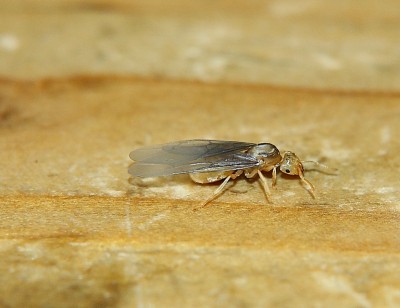 Lasius f. K_1.jpg