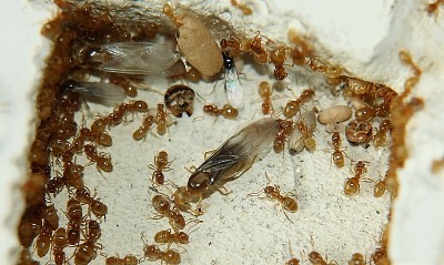 Lasius f. K-0.jpg