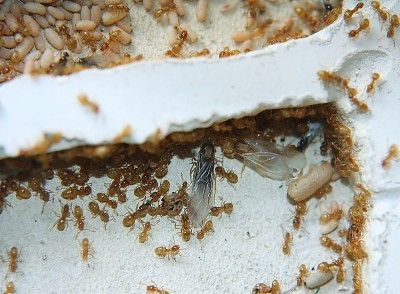 Lasius f.K-4.jpg