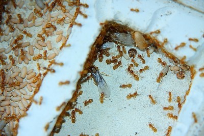 Lasius f. K-5.JPG