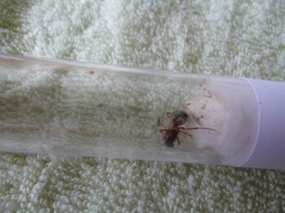 P1000661 (800x600).jpg