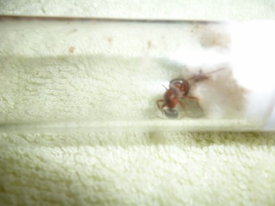 P1000662 (800x600).jpg