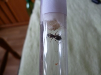 P1000663 (800x600).jpg