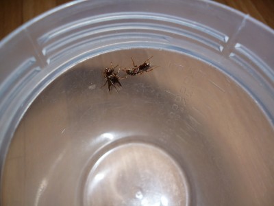 P1000664 (800x600).jpg