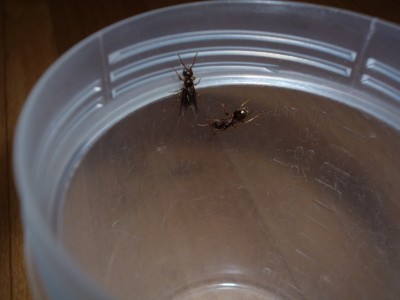 P1000665 (800x600).jpg