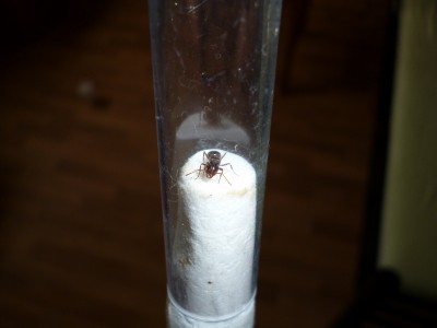 P1000668 (800x600).jpg