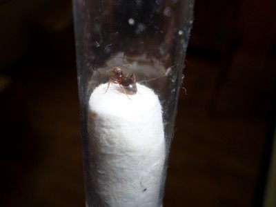 P1000669 (800x600).jpg