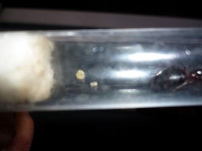 P1000690 (800x600).jpg