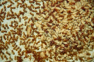 Lasius flavus E2.JPG