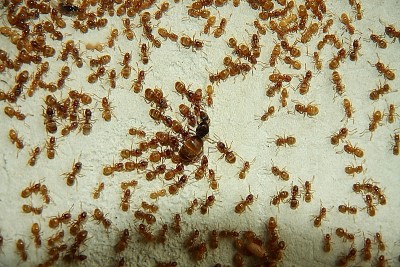 Lasius flavus K.jpg