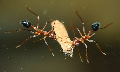 Myrmecia pavida _1.jpg