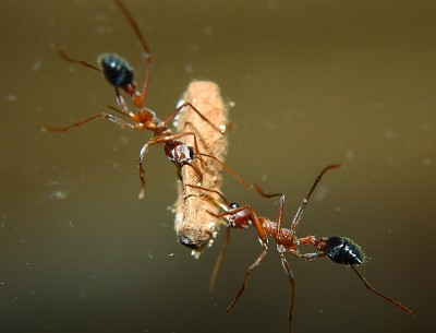 Myrmecia pavida_2.jpg